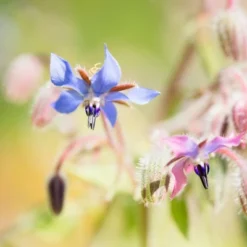 ShiKai Borage Therapy Foot Cream Unscented - 4.2 Fl Oz -Body Care Shop GUEST 21f82aee 386b 4915 a00c 82160f367d6e