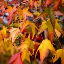 L'Erbolario Ambraliquida Body Cream - Body Cream For Dry Skin - 8.4 Oz -Body Care Shop GUEST 45d36a23 f658 417f 9e68 ba91f7ddf0bf