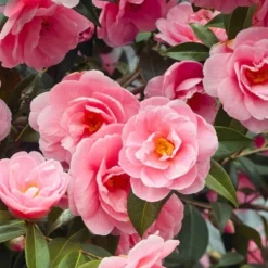 L'Erbolario Camelia Body Cream - Body Cream For Dry Skin - 6.7 Oz -Body Care Shop GUEST 831f8990 4585 43d0 89a7 372d8d09c37e