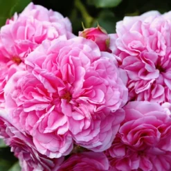 L'Erbolario Rose Perfumed Body Cream - Body Cream For Dry Skin - 5.07 Oz -Body Care Shop GUEST ae29bb53 63d6 4d06 a16c 25fdd93358e2